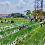 Sekolah Lapang Bawang Merah di Padukuhan Nglarang