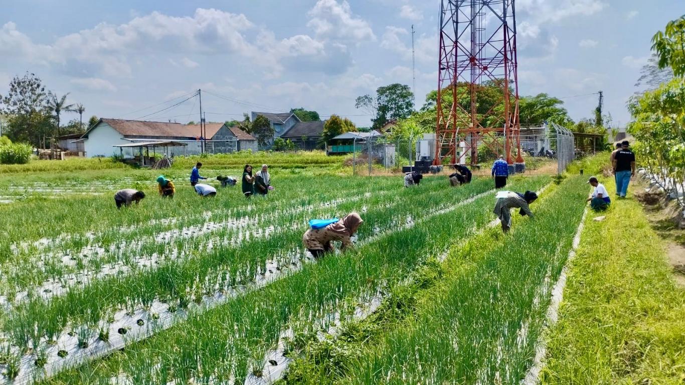 Sekolah Lapang Bawang Merah di Padukuhan Nglarang